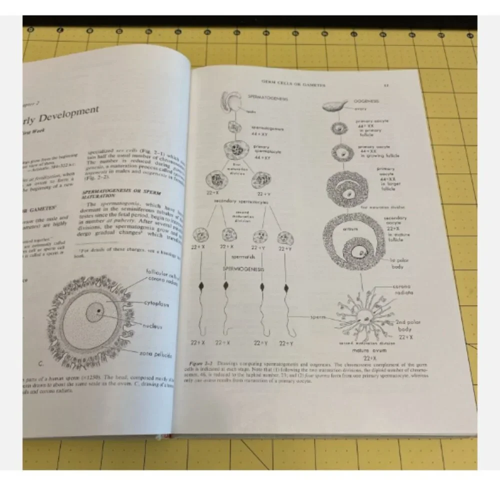 The Developing Human Clinically Oriented Embryology 1973 Keith Moore